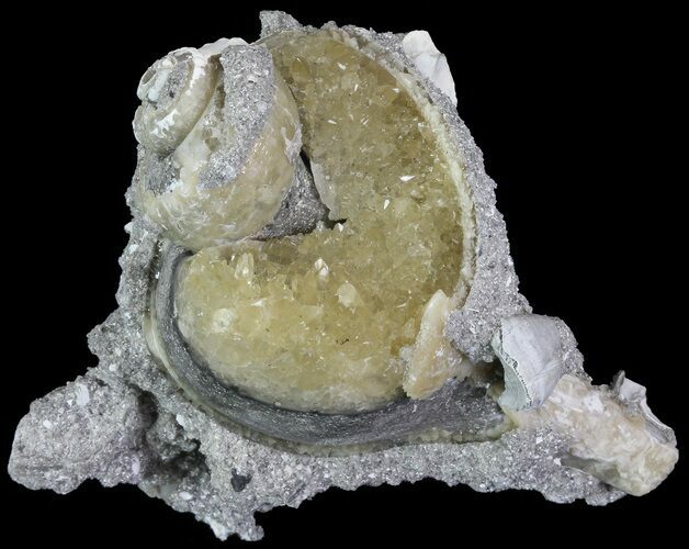 Crystal Filled Fossil Whelk - Rucks Pit, FL #69072